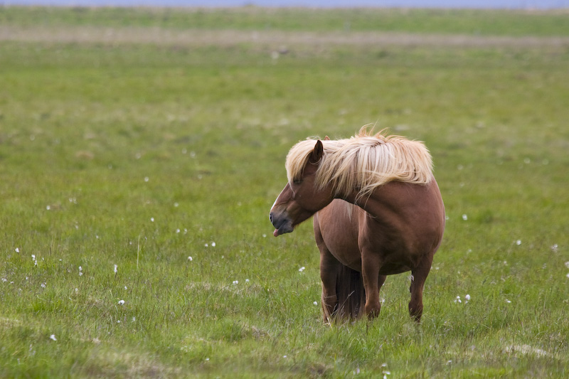 Icelandic Horses